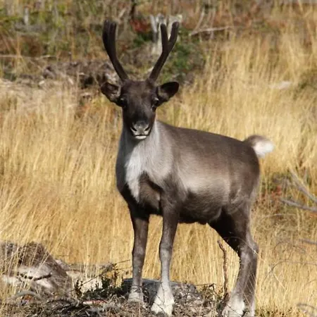 Pellonranta 2 Maekituoma